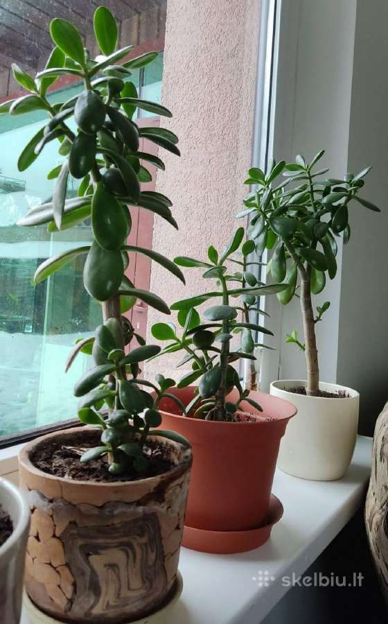 Storalapis (laimės medis) (lot. Crassula)