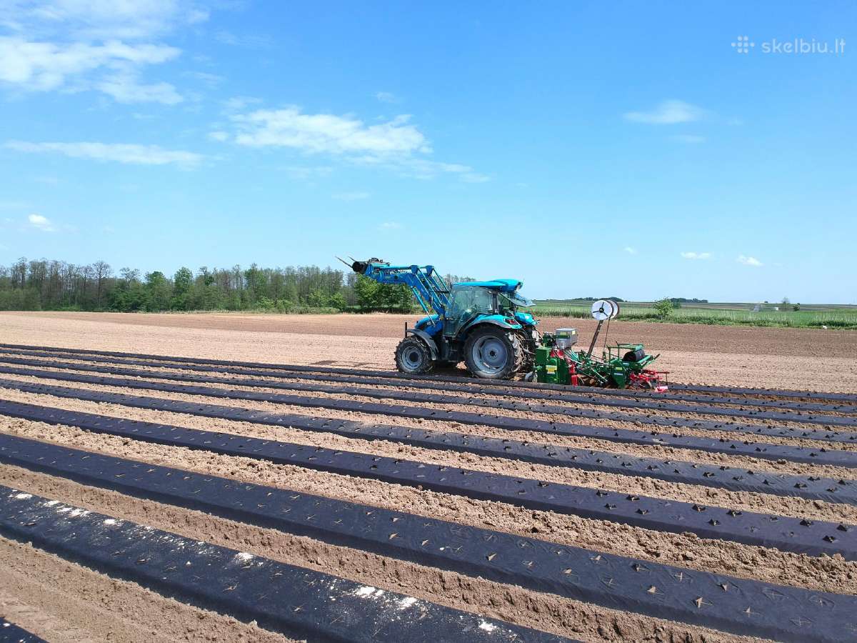 Agroplėvelė su skylėmis braškėms sodinti - nuotraukos Nr. 4