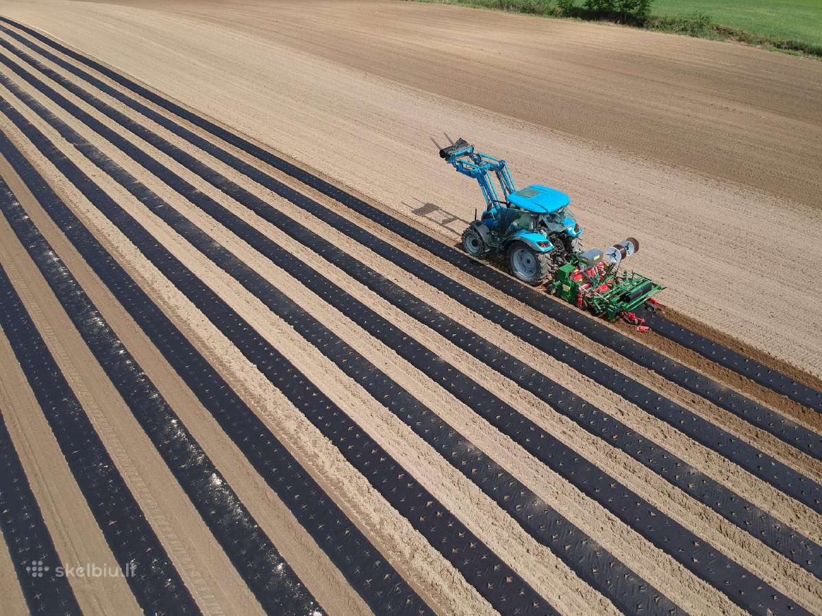 Agroplėvelė su skylėmis braškėms sodinti - nuotraukos Nr. 5