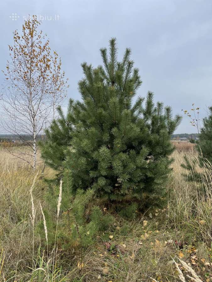 Didelių medžių persodinimas - nuotraukos Nr. 5