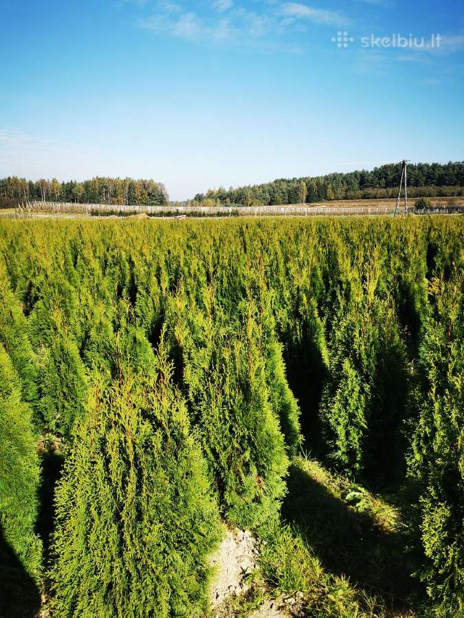 Tujos smaragd gyvatvorių soodinimas - nuotraukos Nr. 7