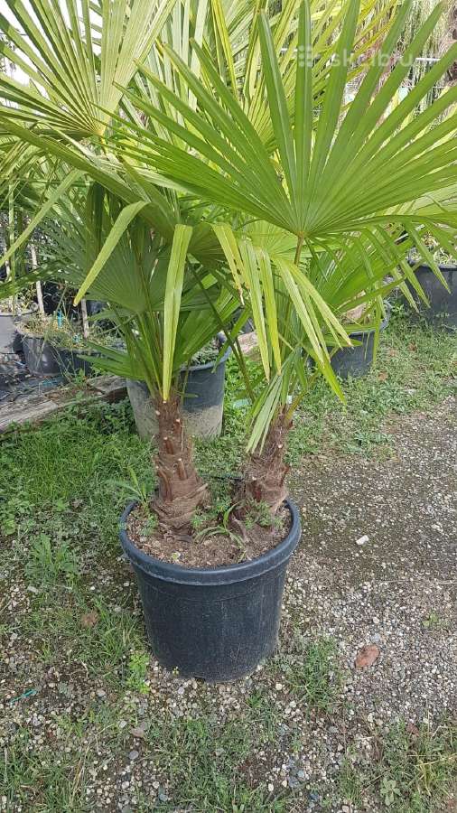 Palmes Trachycarpus exselsia fortune - nuotraukos Nr. 4