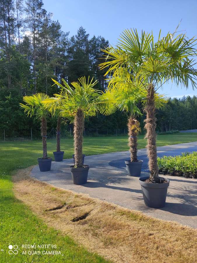 Palmes Trachycarpus exselsia fortune - nuotraukos Nr. 6