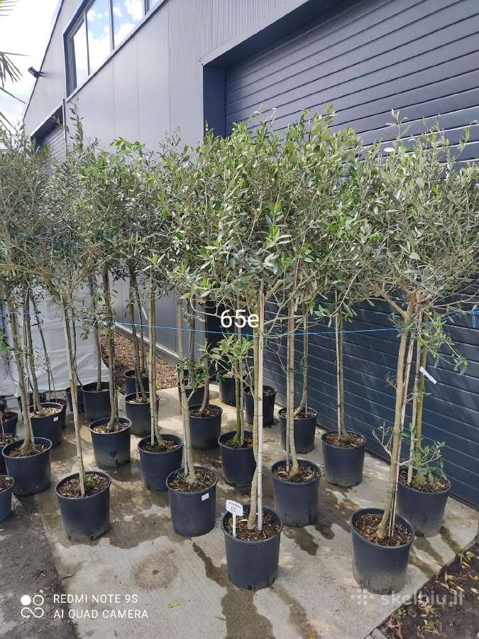Palmes Trachycarpus exselsia fortune - nuotraukos Nr. 8