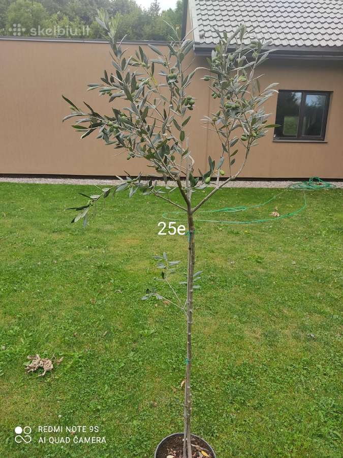 Palmes Trachycarpus exselsia fortune - nuotraukos Nr. 9