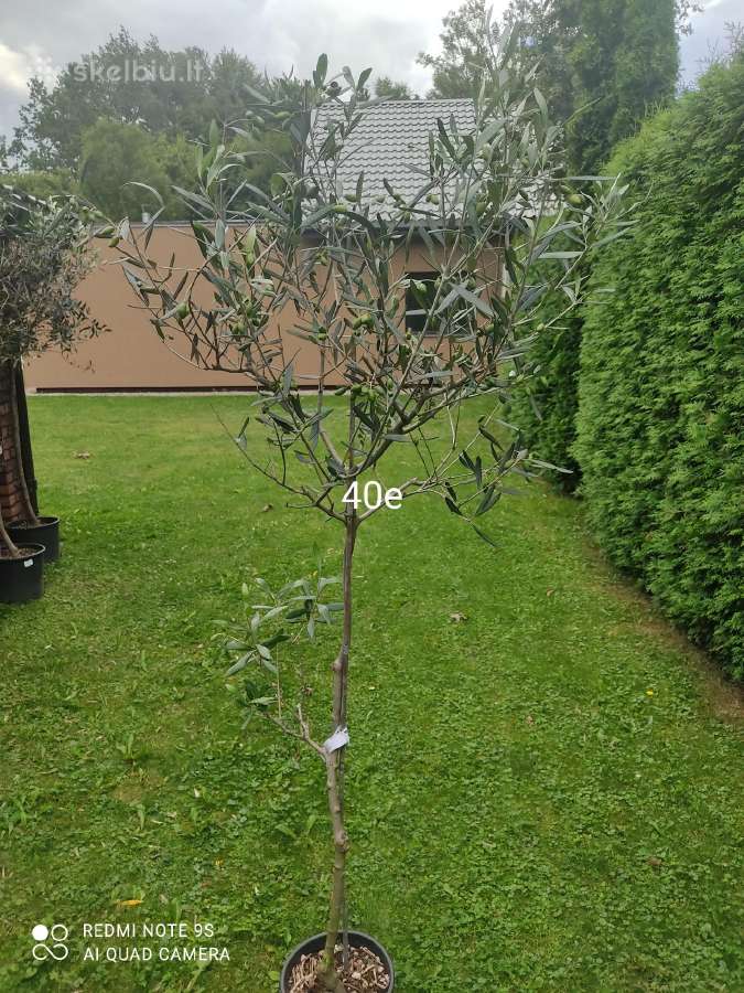 Palmes Trachycarpus exselsia fortune - nuotraukos Nr. 10