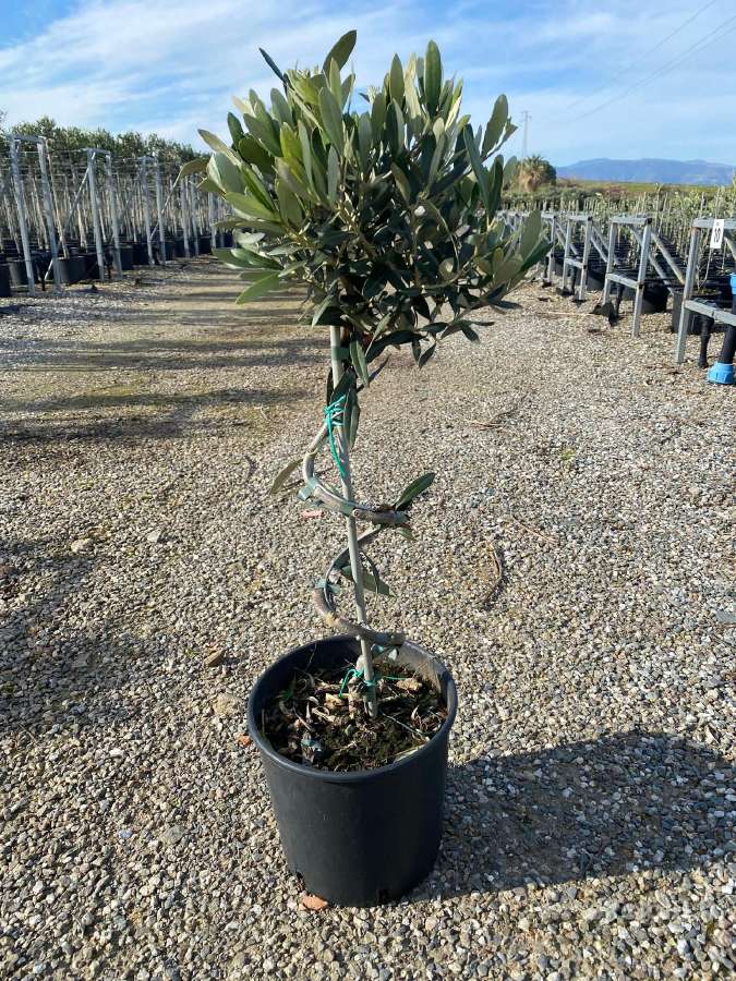 Palmes Trachycarpus exselsia fortune - nuotraukos Nr. 11