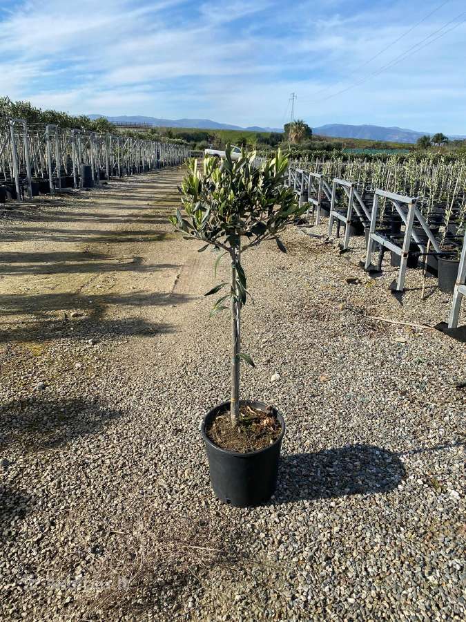Palmes Trachycarpus exselsia fortune - nuotraukos Nr. 12