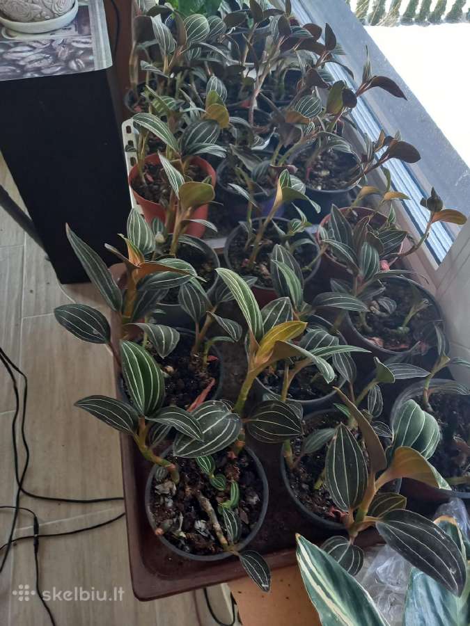 Ludisija discolor-orchidėja - nuotraukos Nr. 5