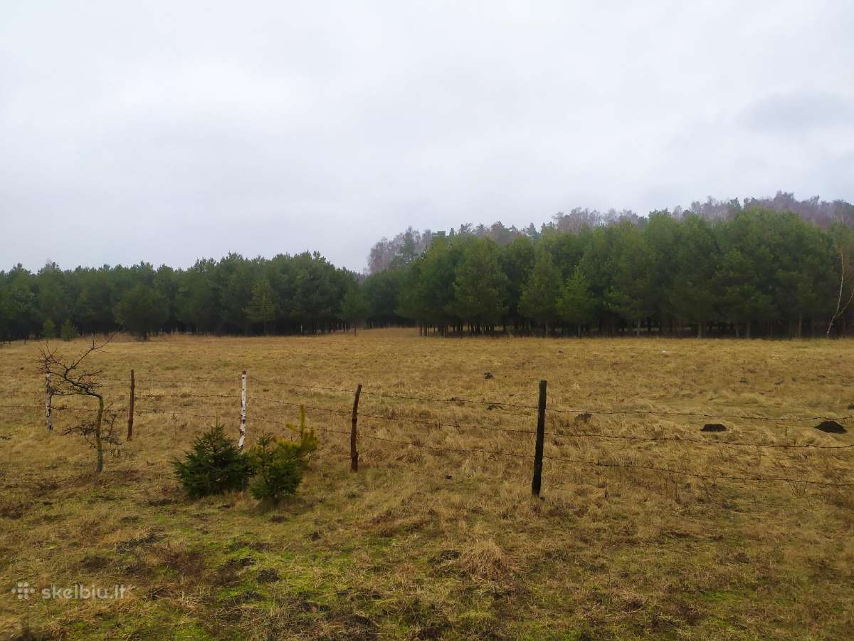 Parduodu mišką,jaunuolyną,išsikirtimui,klaipėdos r