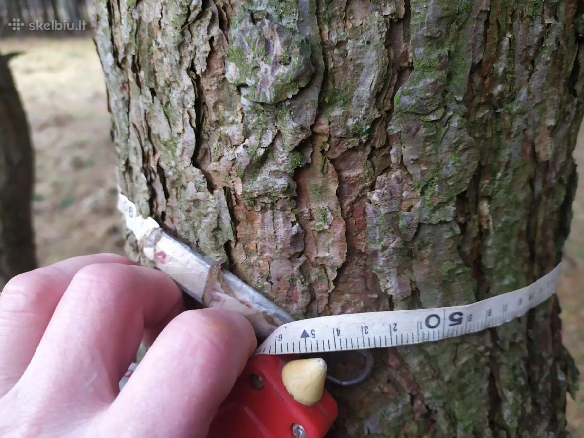 Parduodu mišką,jaunuolyną,išsikirtimui,klaipėdos r - nuotraukos Nr. 2