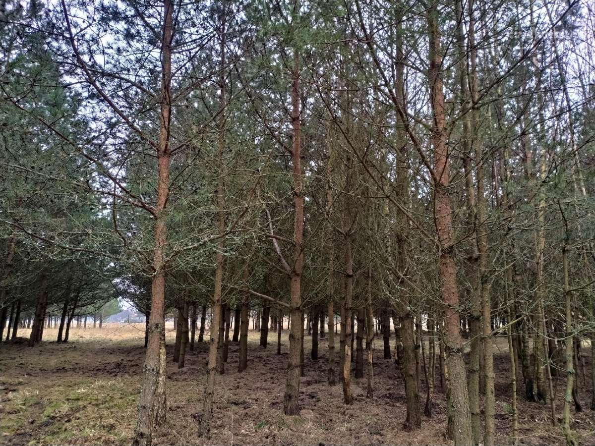 Parduodu mišką,jaunuolyną,išsikirtimui,klaipėdos r - nuotraukos Nr. 3