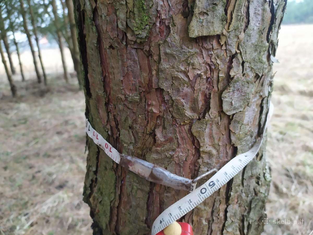 Parduodu mišką,jaunuolyną,išsikirtimui,klaipėdos r - nuotraukos Nr. 4