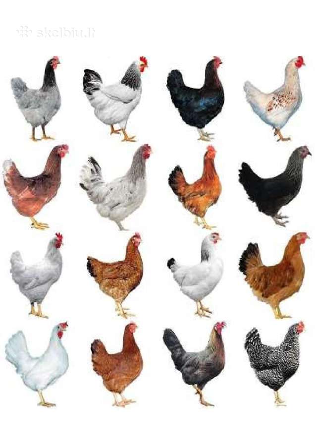 Vištos, vištaitės.