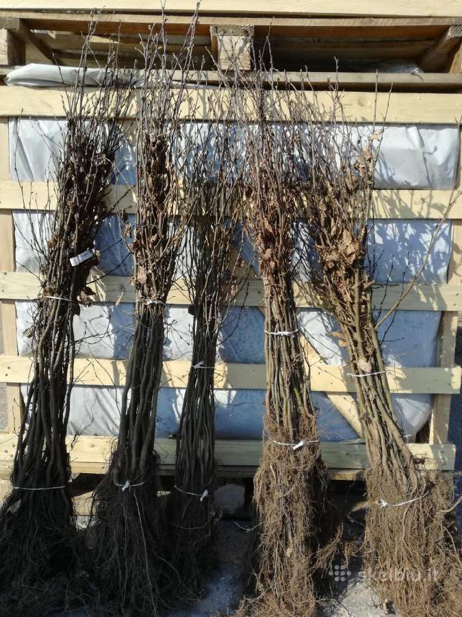 Didmeninėmis kainomis sodinukai, augalai - nuotraukos Nr. 5