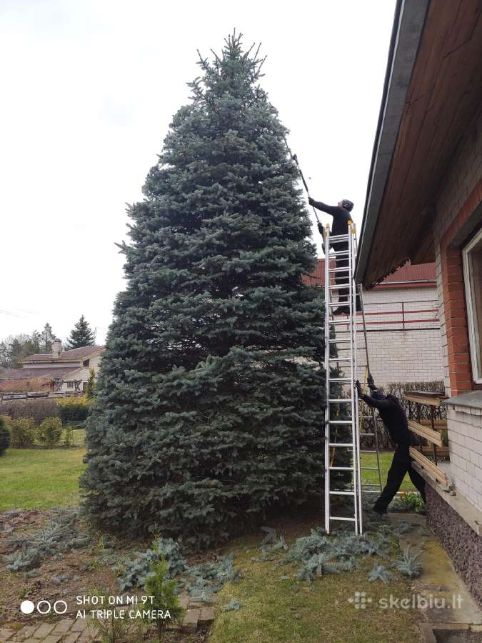 Gyvatvorių karpymas ir koregavimas - nuotraukos Nr. 25