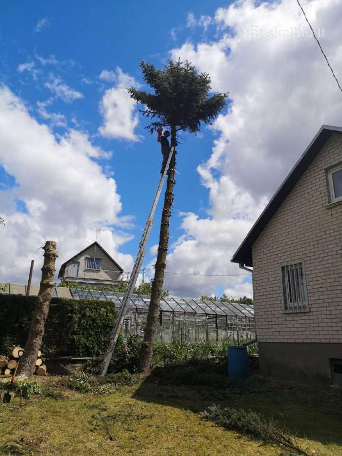 Gyvatvorių karpymas ir koregavimas - nuotraukos Nr. 29