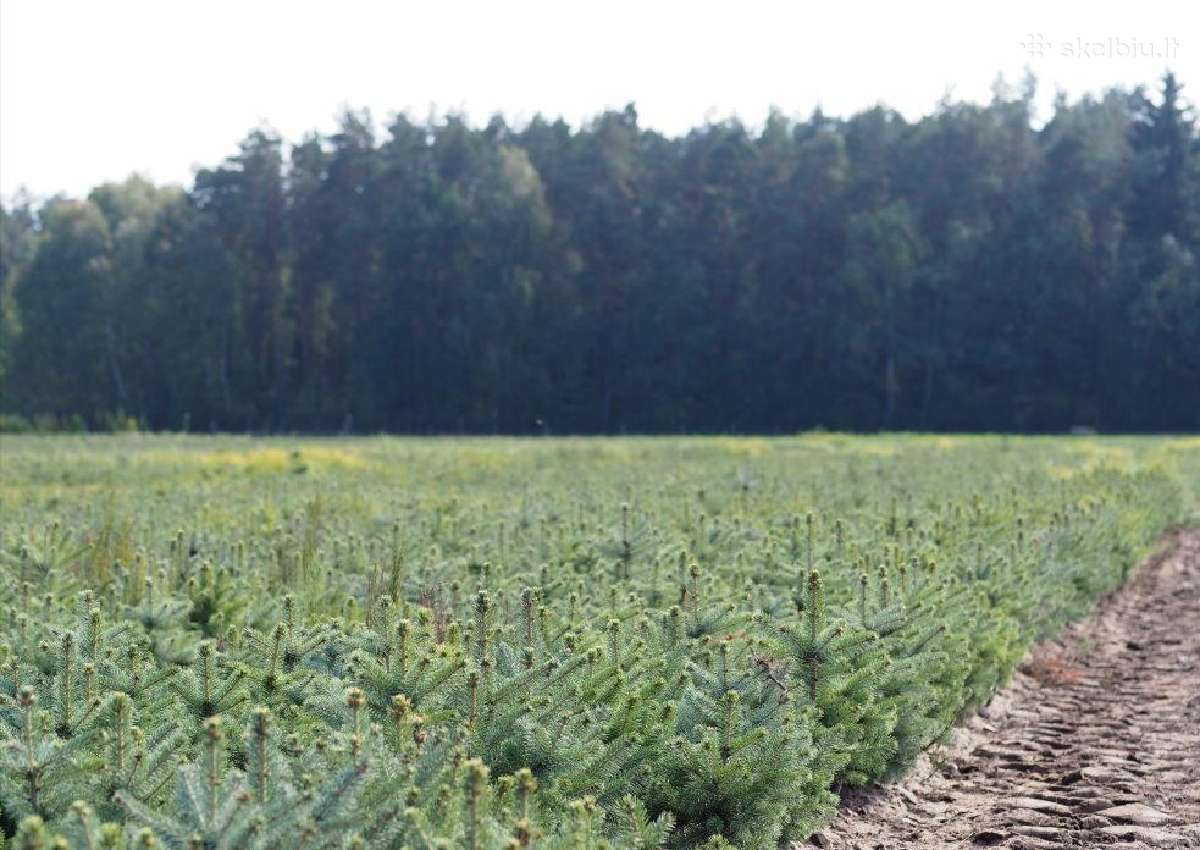 Eglučių, eglių, kėnių, spygliuočių, sodinukai - nuotraukos Nr. 11