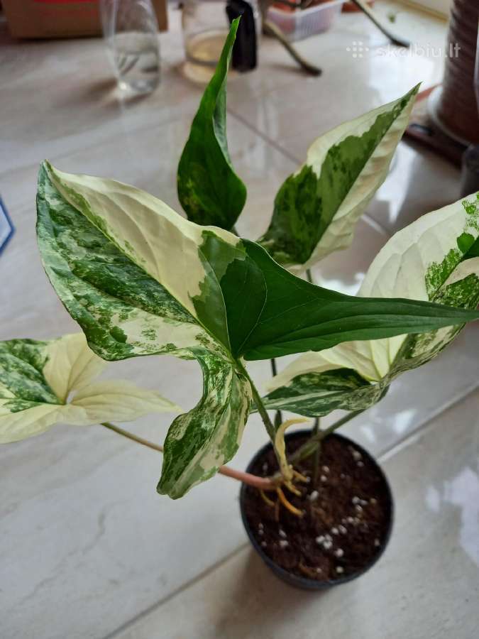 Syngonium Amerald Gem kolekcinis augalas.arba Alba - nuotraukos Nr. 6