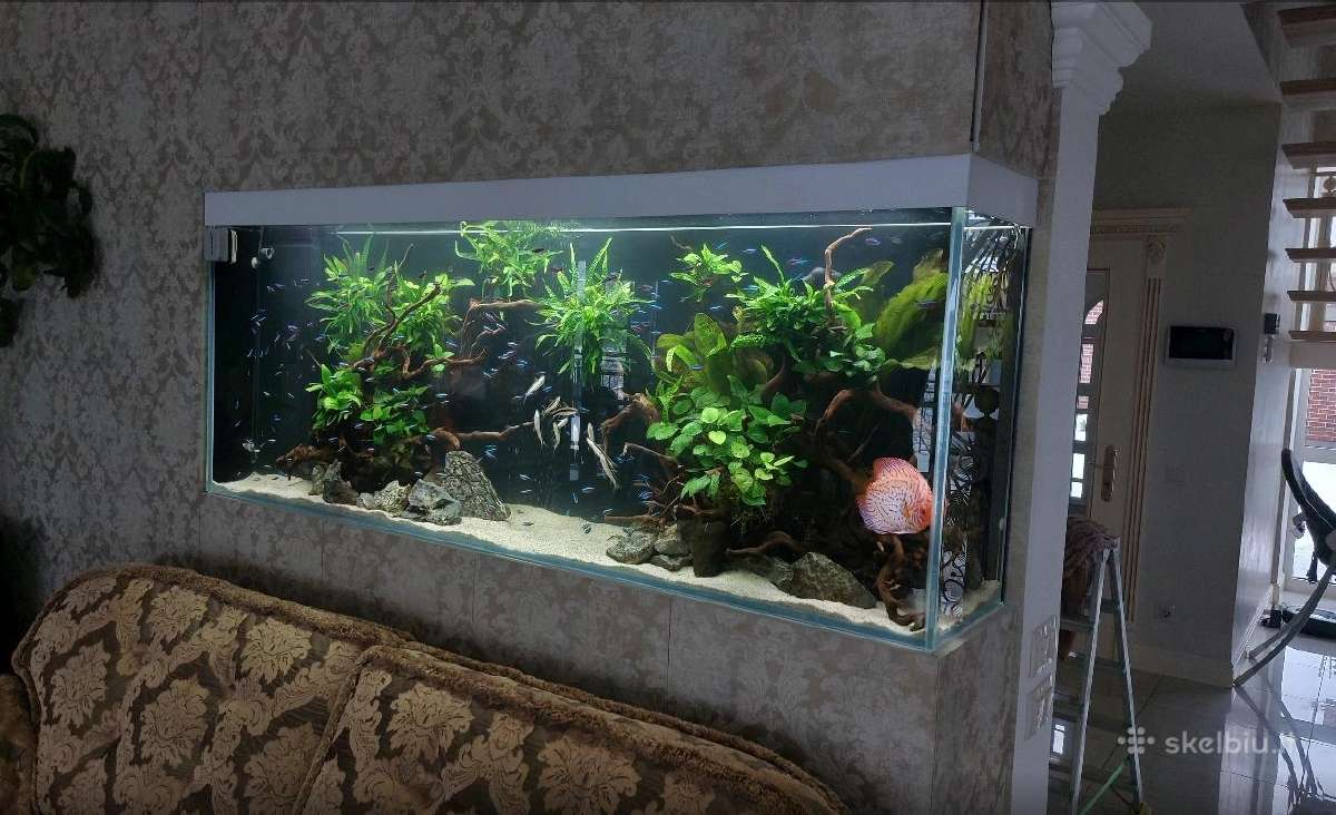 Akvariumų klijavimas, įrengimas, priežiūra - nuotraukos Nr. 23