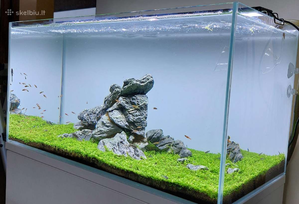 Akvariumų klijavimas, įrengimas, priežiūra - nuotraukos Nr. 30