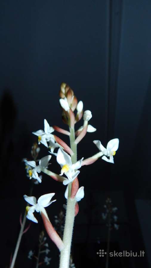 Ludisija discolor-orchidėja - nuotraukos Nr. 7