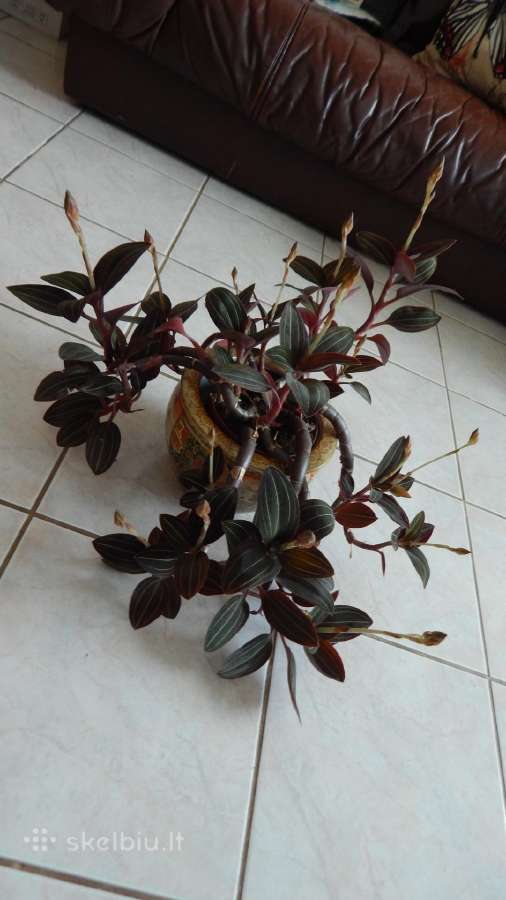 Ludisija discolor-orchidėja - nuotraukos Nr. 9