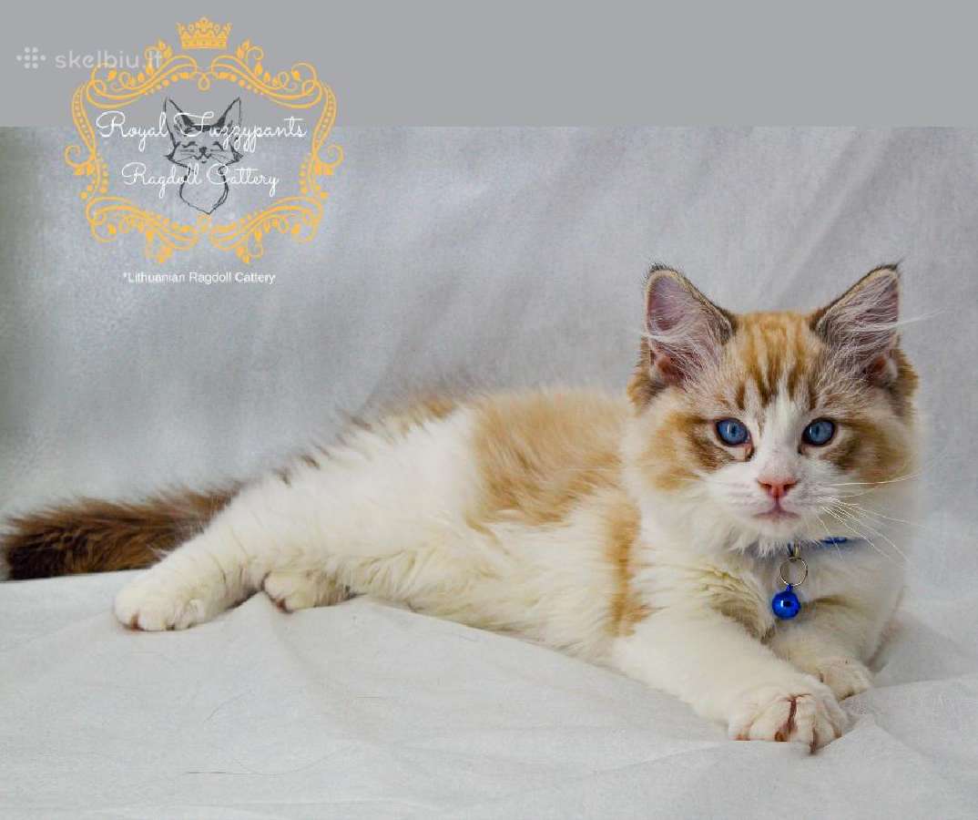 Ragdoll Veislynas Rezervacija - nuotraukos Nr. 10