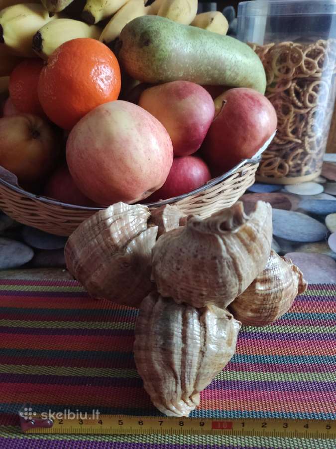 Jūrinės kriauklės - nuotraukos Nr. 2