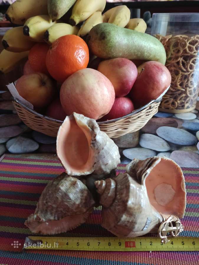 Jūrinės kriauklės