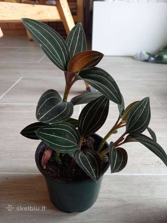 Ludisija discolor-orchidėja - nuotraukos Nr. 10