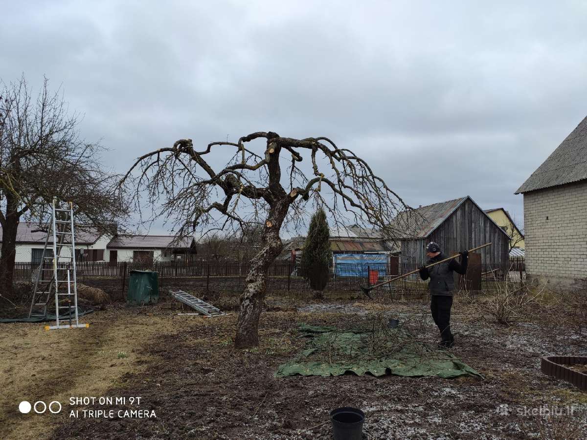 Vaismedžių genėjimas, gyvatvorių karpymas - nuotraukos Nr. 16