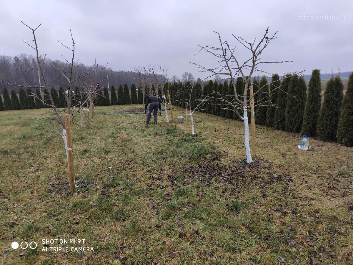 Vaismedžių genėjimas, gyvatvorių karpymas - nuotraukos Nr. 17