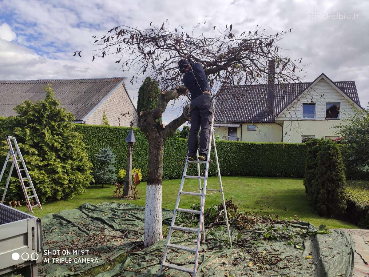 Vaismedžių genėjimas, gyvatvorių karpymas - nuotraukos Nr. 19