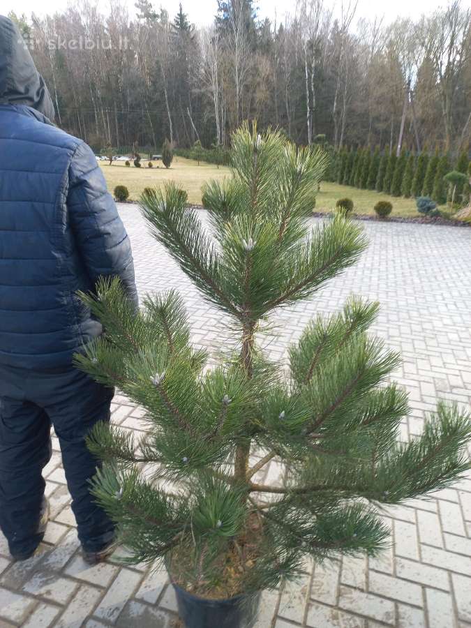 Tujos Smaragd premium, atvežame, pasodiname. - nuotraukos Nr. 31