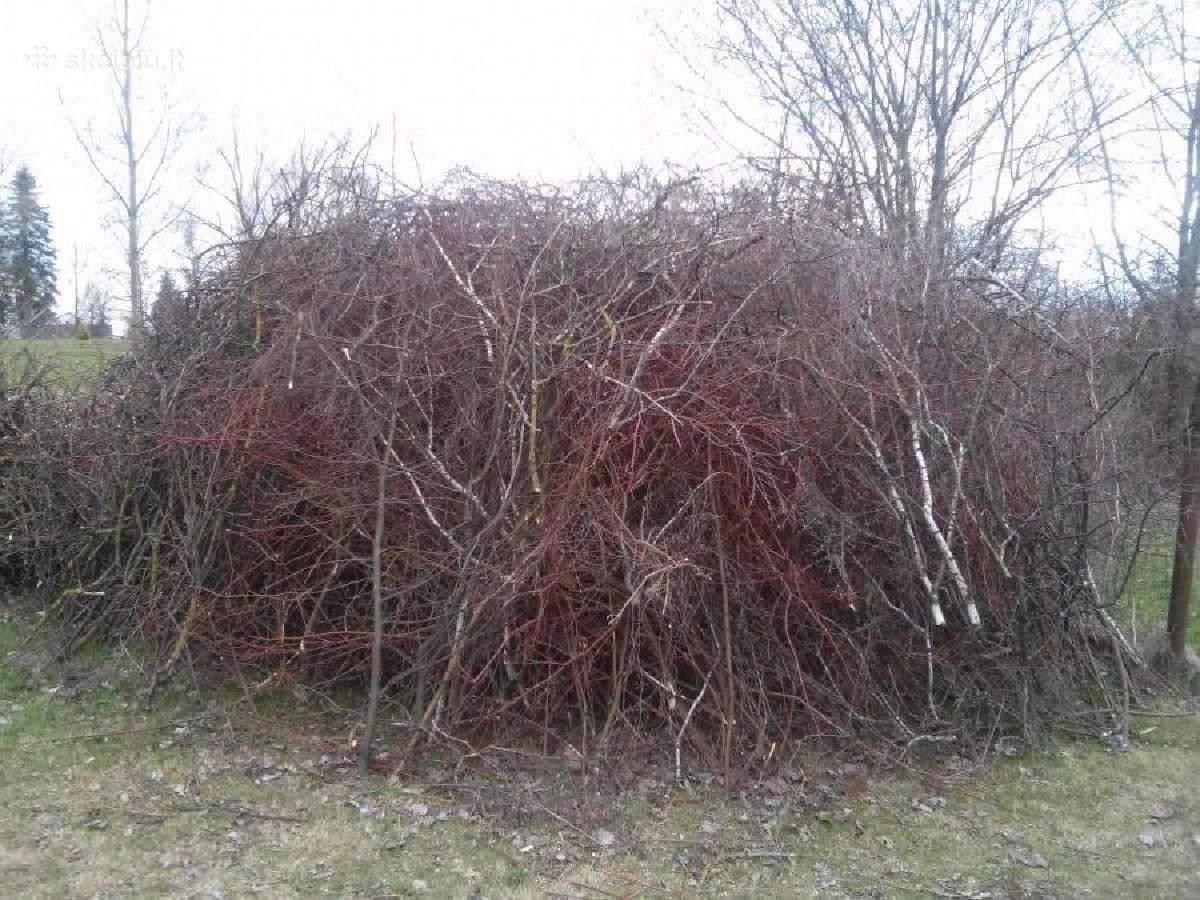 Isnuomojamas benzininis šakų smulkintuvas. 50€ - nuotraukos Nr. 2