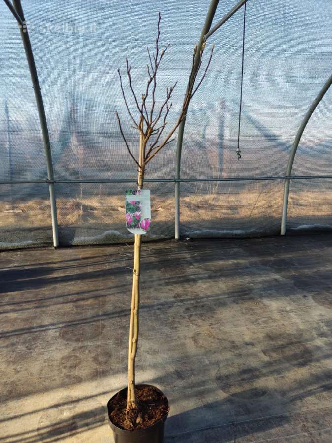 Magnolijos , azalijos, rododendrai - nuotraukos Nr. 4