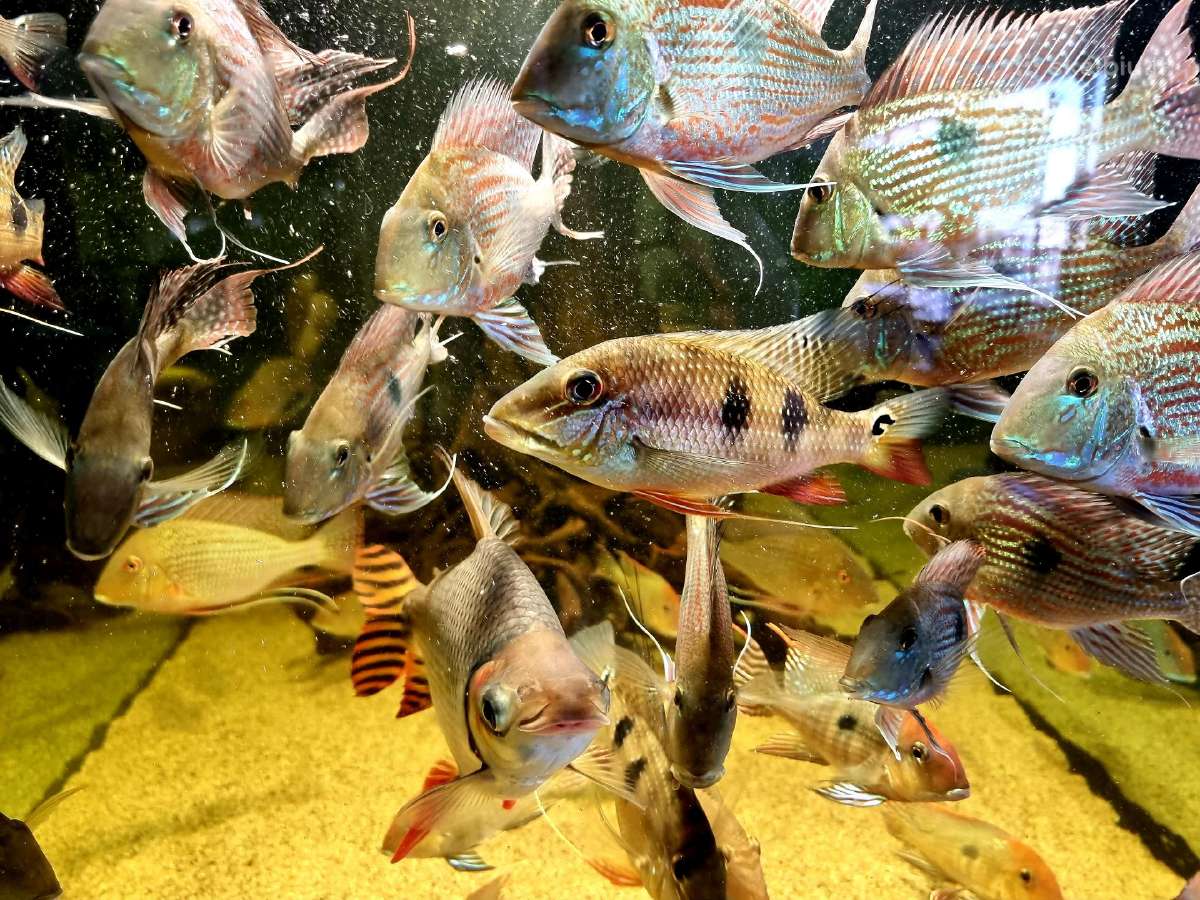 Žuvys ir žuvytės akvariumams Šiauliai - nuotraukos Nr. 5