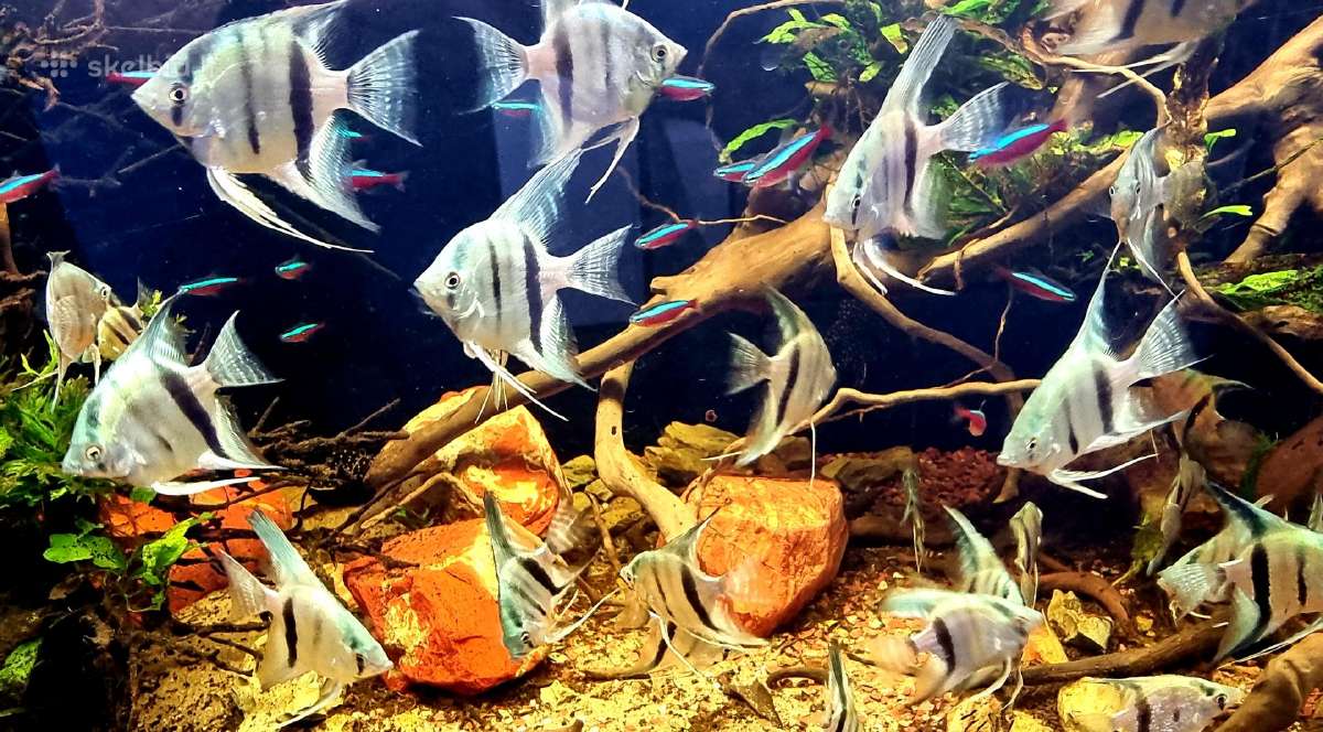 Žuvys ir žuvytės akvariumams Šiauliai - nuotraukos Nr. 2