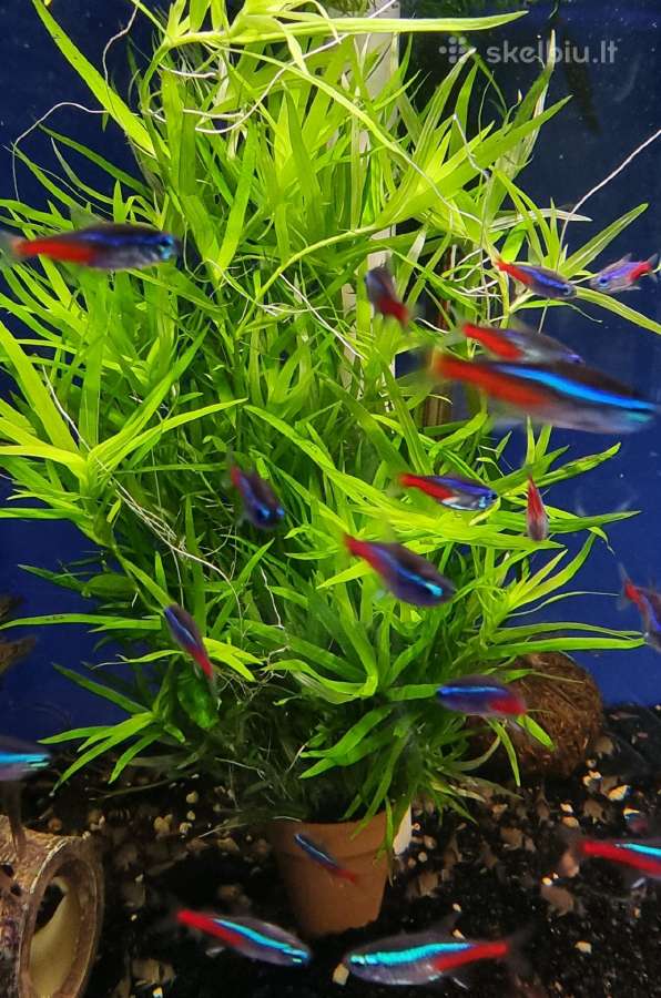 Žuvys ir žuvytės akvariumams Šiauliai - nuotraukos Nr. 4