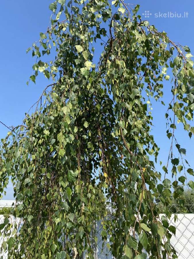 Svyrantis Beržas Betula pendula Youngii Vilnius - nuotraukos Nr. 2