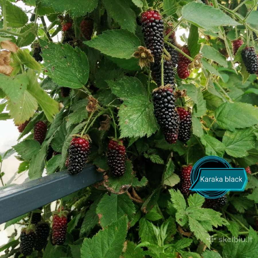 Figmedžiai.gervuogių, vynuogių, bruknių sodinukai. - nuotraukos Nr. 8