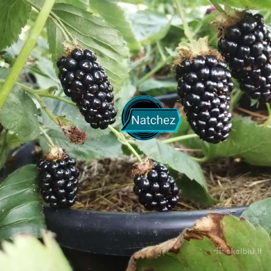 Figmedžiai.gervuogių, vynuogių, bruknių sodinukai. - nuotraukos Nr. 17