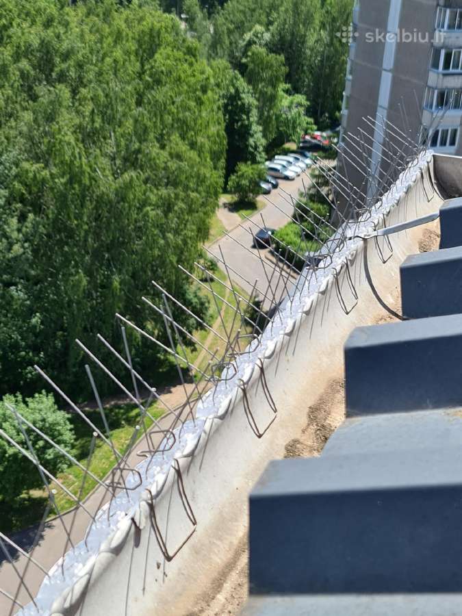 Spygliai nuo paukščių - nuotraukos Nr. 7