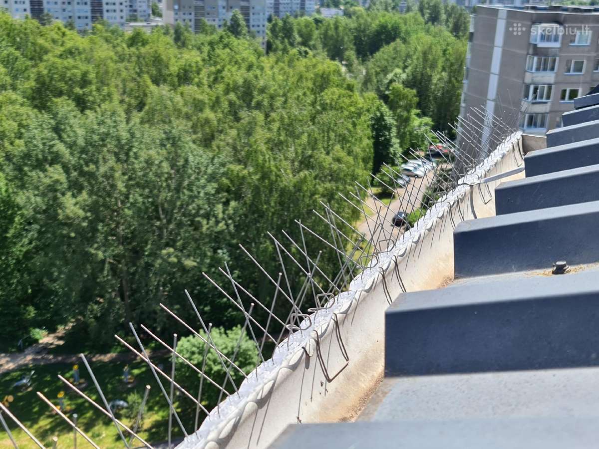 Spygliai nuo paukščių - nuotraukos Nr. 8