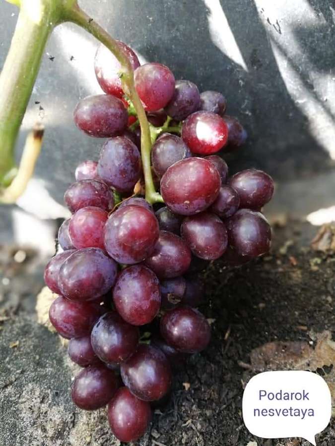 Figmedžiai.gervuogių, vynuogių, bruknių sodinukai. - nuotraukos Nr. 26