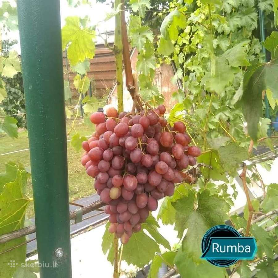 Figmedžiai.gervuogių, vynuogių, bruknių sodinukai. - nuotraukos Nr. 27