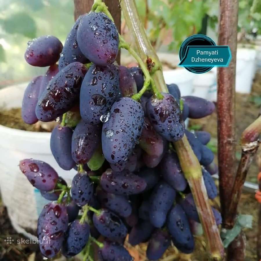 Figmedžiai.gervuogių, vynuogių, bruknių sodinukai. - nuotraukos Nr. 28