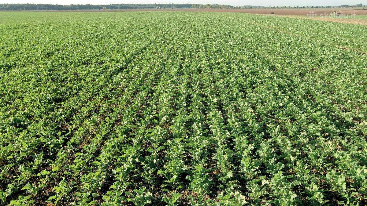 Strip-till rapsų sėjos paslauga - nuotraukos Nr. 8