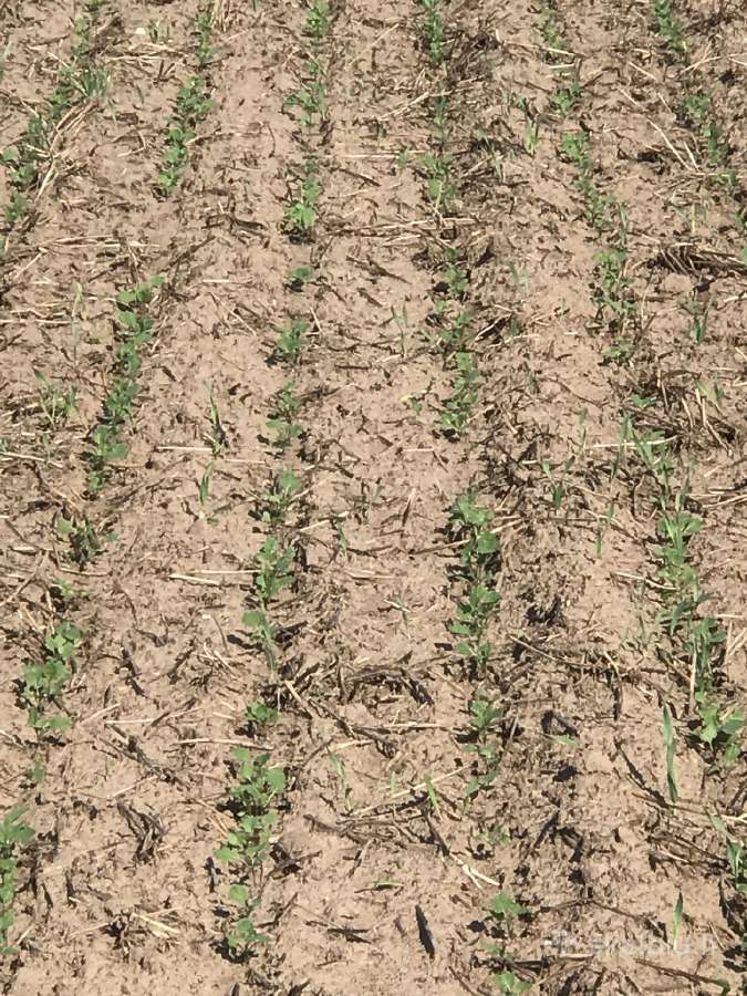 Strip-till rapsų sėjos paslauga - nuotraukos Nr. 5